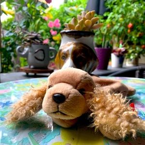 Ty Spunky The Doggie 🐶 Beanie baby #21